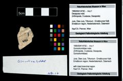 Foto (Objekt + Etikett) von Goniodromitidae indet.  (NHMW-GEO-1990-0041-4782)